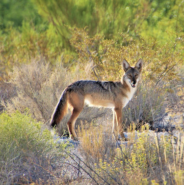 Renee Grayson_Cayote SQUARE - American Short Fiction