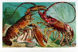 Animal-Crustacean-Lobster-8