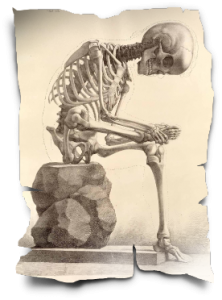 skeleton