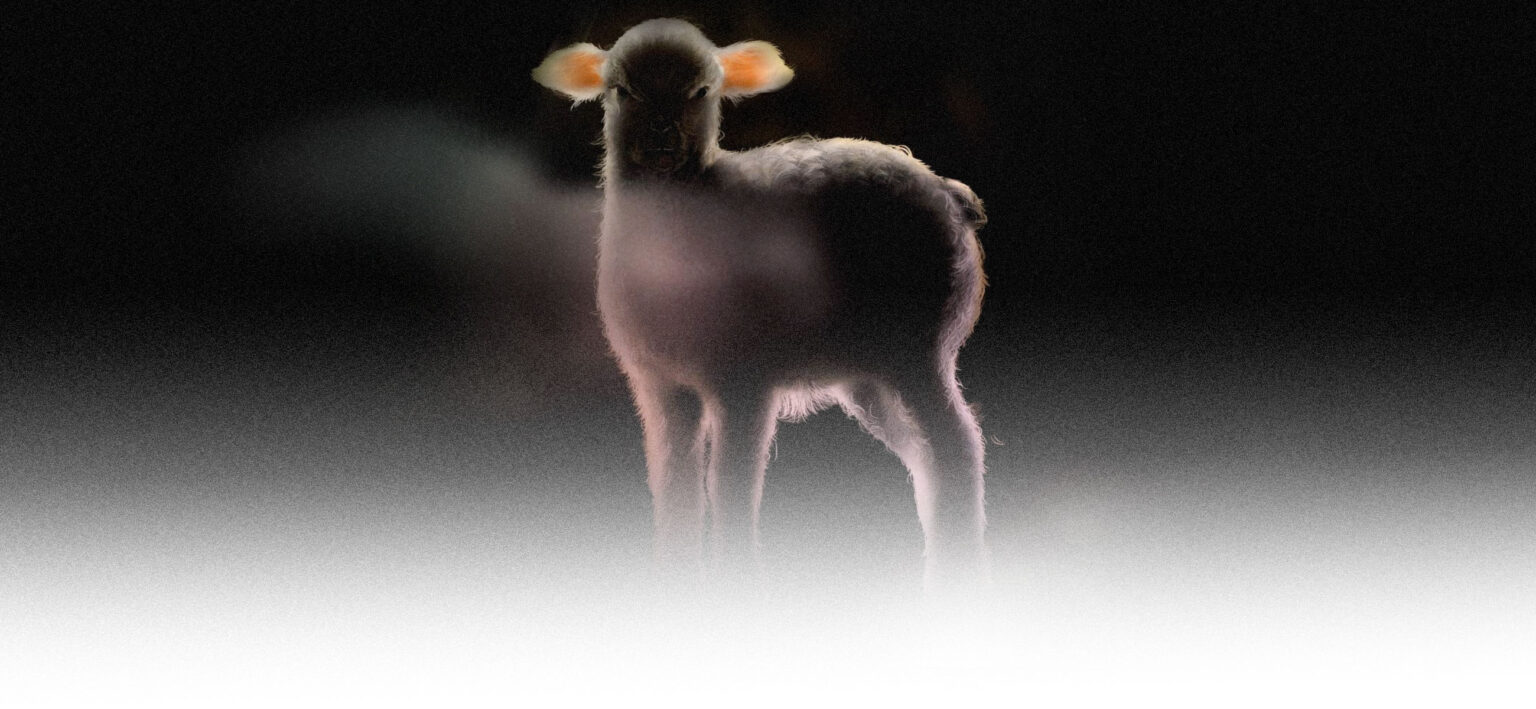Image of a lamb fading into a cloud at its feet. 