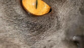Cat’s-Eye